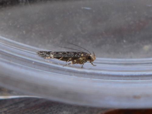 Réf. 359 524 : Bryotropha affinis